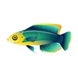 Aqua Fairy Wrasse